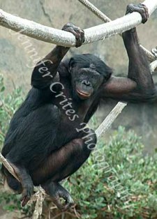 orangutang hanging