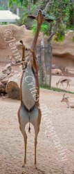 balancing antelope