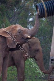 two elephants eating