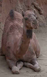 camel lying down