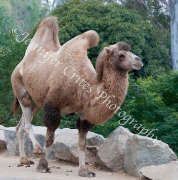 camel standing
