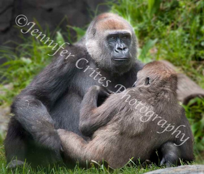 gorilla mother and youngster
