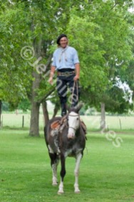 Gaucho and Horse Demonstration