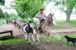 Leading horses using a "follow horse."