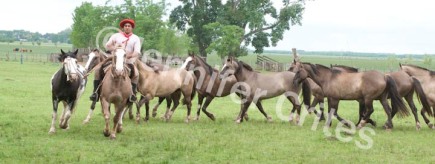 Gaucho and Horses