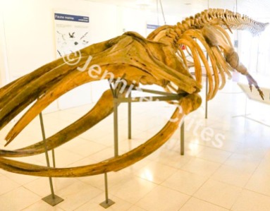 whale skeleton at museum