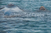mother and calf swimming away