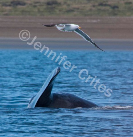 Seagull and Whale