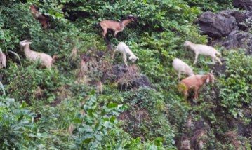 goats on hillside