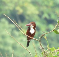 white-throated kingfisher spotted along the river