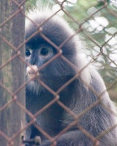 grey langur monkey at Cuc Phuong conservation center