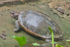 giant Asian pond turtle, Cuc Phuong conservation center