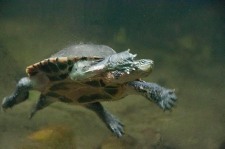 turtle, Cuc Phuong conservation center